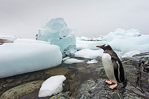南极,岛屿,巴布亚企鹅,走,海岸线,过去,冰山,积雪