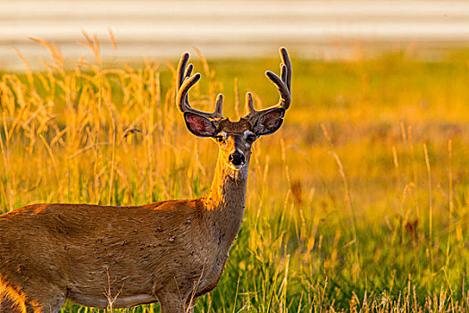 白尾鹿,公鹿,天鹅绒,鹿角,靠近,蒙大拿,美国