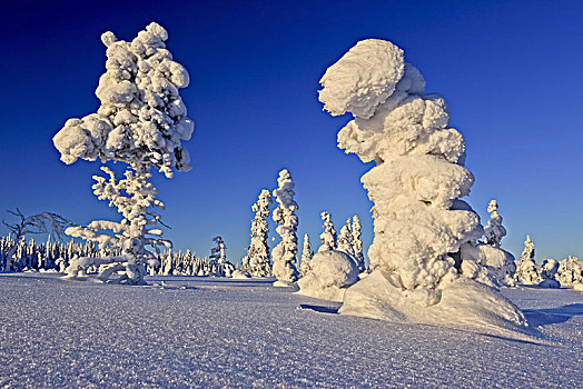 瑞典,拉普兰,冬季风景,树