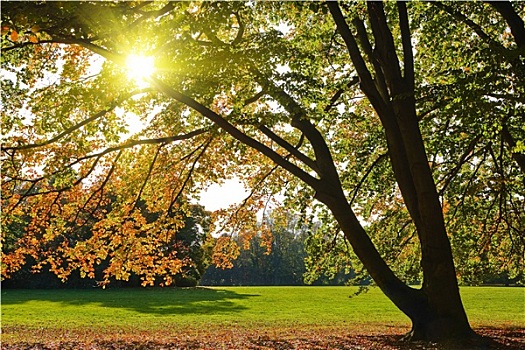 黄色,秋天,树,公园