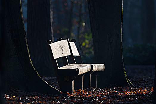 两个,长椅,树林,黑森州,德国