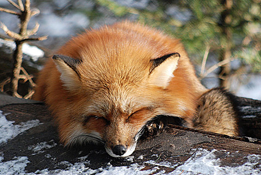 睡觉,狐狸,白天,动物,公园