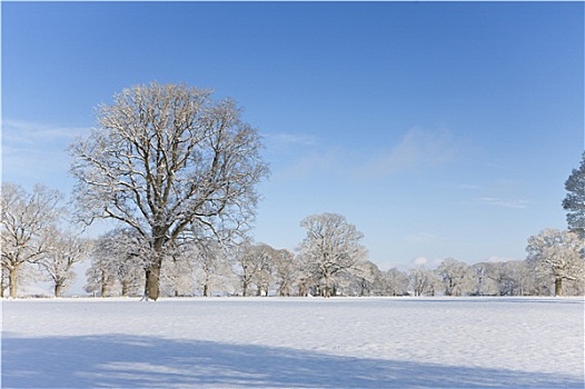 树,地点,雪中,遮盖,冬季风景