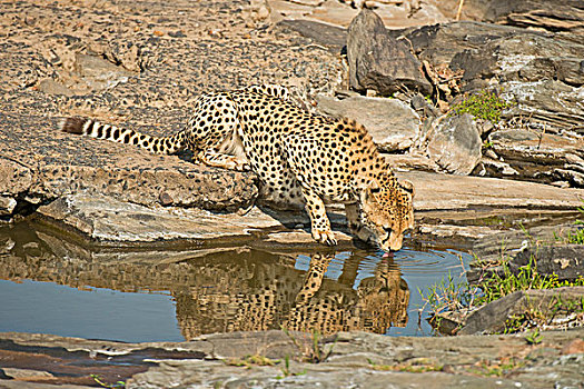印度豹,猎豹,喝,水坑,马赛马拉国家保护区,肯尼亚,非洲