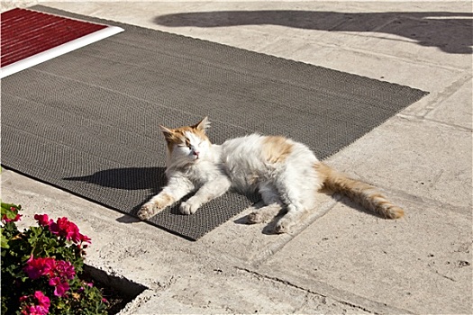 猫,伊斯坦布尔