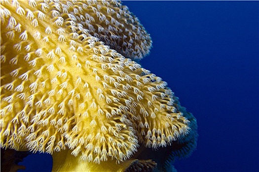 珊瑚礁,漂亮,软珊瑚