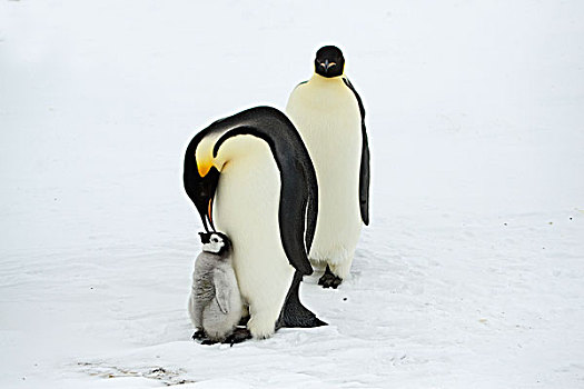 帝企鹅,一对,幼禽,南极