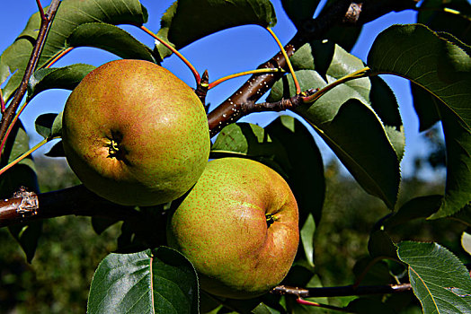成熟的苹果梨
