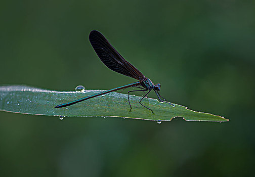 蜻蜓024