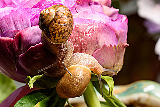 牡丹花上的两只蜗牛