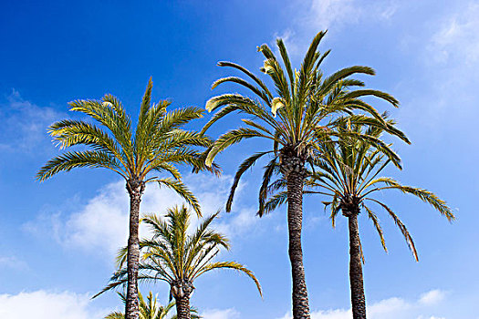 棕榈树,海滩,安达卢西亚,区域,哥斯达黎加