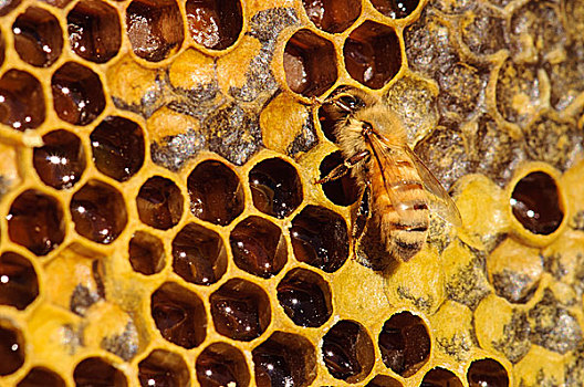 西雅图,特写,蜜蜂,蜂巢,蜂蜜
