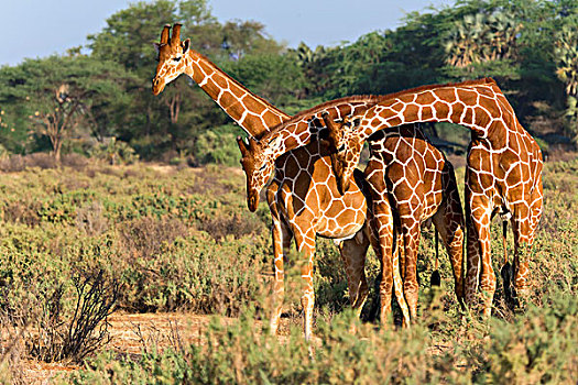 三个,网纹长颈鹿,长颈鹿,萨布鲁国家公园,肯尼亚,非洲