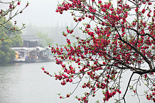 杭州,西湖,舟,船,花红柳绿,春天0017