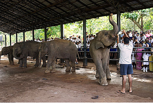男人,喂食,大象,品纳维拉,动物收容院,斯里兰卡
