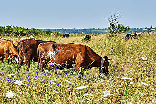 母牛,夏天,草场