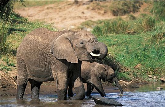 大象,非洲象,马赛马拉,肯尼亚,非洲