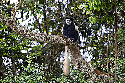 疣猴属,东黑白疣猴,树上,阿鲁沙,国家公园,坦桑尼亚