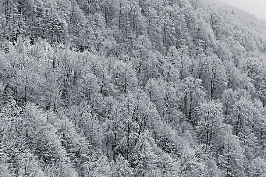 树林,冬天