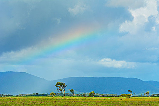 彩虹,上方,乡村,夏天,昆士兰,澳大利亚