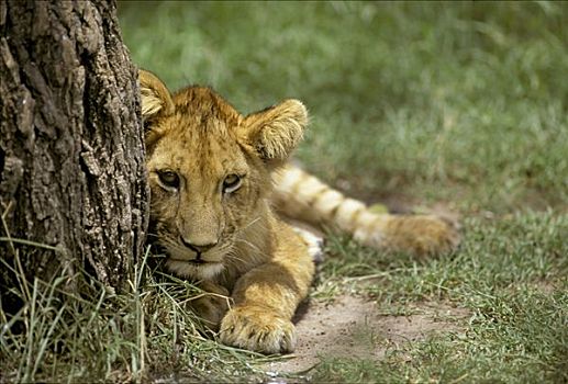 幼狮,狮子,卧,旁侧,马赛马拉国家保护区,肯尼亚
