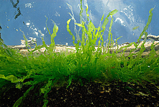 藻类,水下,波罗的海