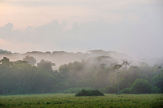雾,上方,林中空地,雨林,国家公园,东方,区域,喀麦隆,非洲