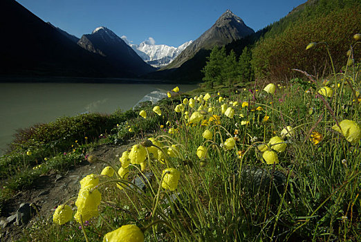 山,河,水流,峡谷,石头,岩石,陆地,靠近,漂亮,山景