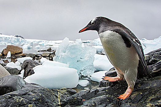 南极,岛屿,巴布亚企鹅,走,海岸线,过去,冰山,积雪