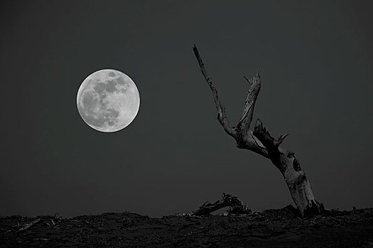 月亮与胡杨