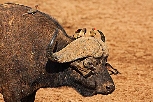 南非水牛,非洲水牛,红嘴牛椋鸟,纳库鲁湖国家公园,肯尼亚