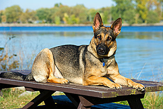 德国牧羊犬,狗,野餐桌
