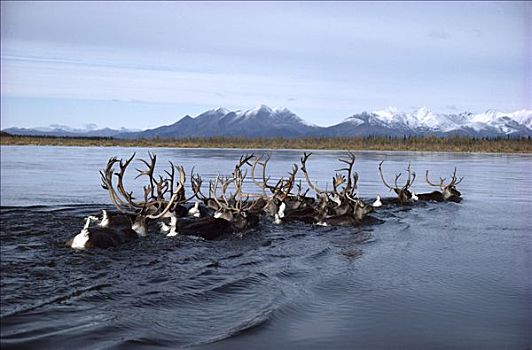 北美驯鹿,驯鹿属,西部,北极,牧群,游泳,河,迁徙,冬天,阿拉斯加