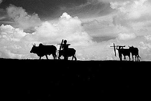 剪影,农民,地点,犁,陆地,乡村,库尔纳市,孟加拉,农业,职业,八月,2008年