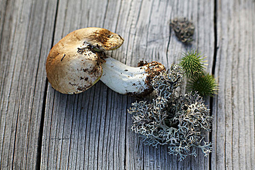 新鲜,蘑菇,木质,表面