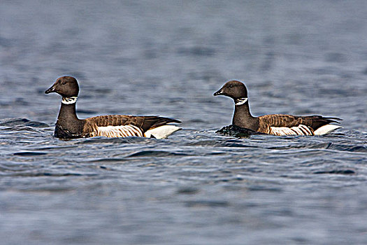 两个,鹅,黑雁,游泳,维多利亚,温哥华岛,不列颠哥伦比亚省,加拿大