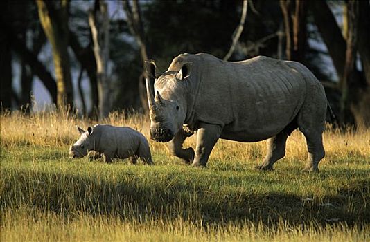 白犀牛,成年,幼兽,非洲