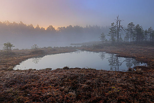 沼泽,黎明,早晨,达拉那,瑞典,斯堪的纳维亚,欧洲