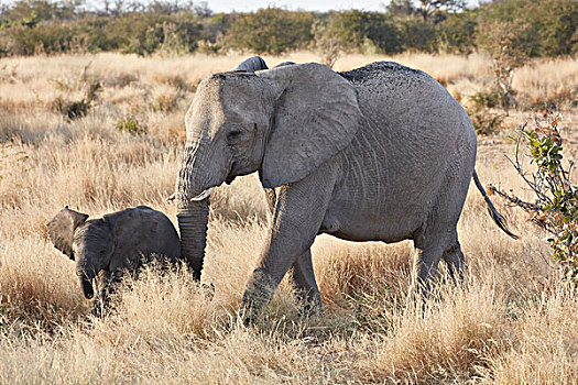 两个,非洲象,成年,幼兽,大象,走,草地