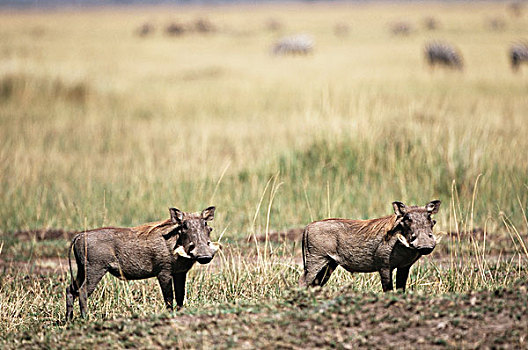 肯尼亚,马赛马拉国家保护区,一对,荒芜,疣猪,大幅,尺寸