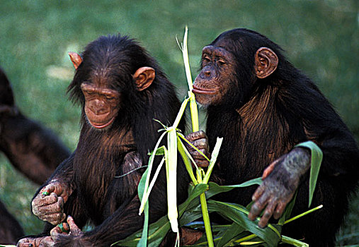黑猩猩,类人猿,成年,吃