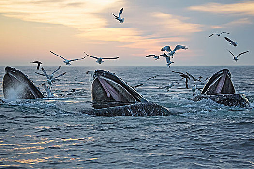 驼背鲸,大翅鲸属,鲸鱼,鸟群,表面,水,日落,马萨诸塞,美国
