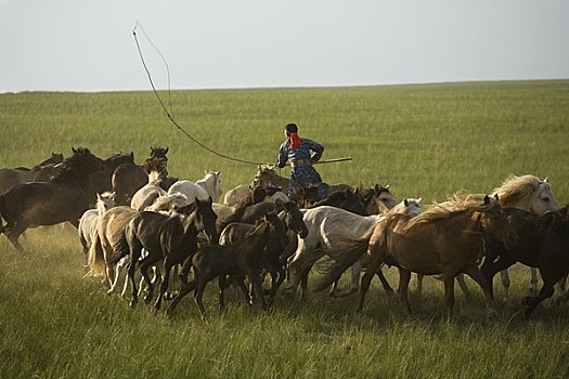 骑手,圈拢,马,地点,蒙古,中国