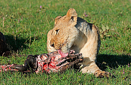 狮子,舔,非洲,水牛,头骨,马赛马拉,肯尼亚