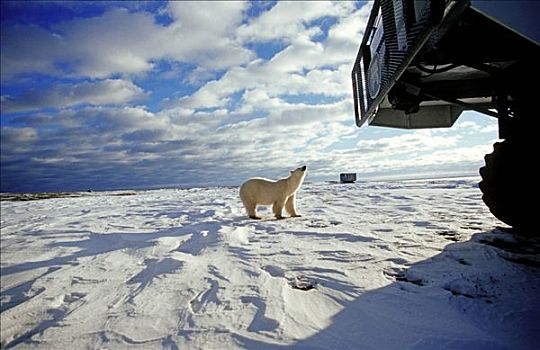 北极熊,旁侧,交通工具,哈得逊湾,加拿大,北美