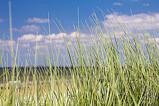 沙丘草,北海,海滩,荷兰