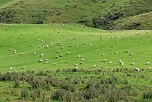 牧羊,奥塔哥,半岛,道路,达尼丁,南岛,新西兰