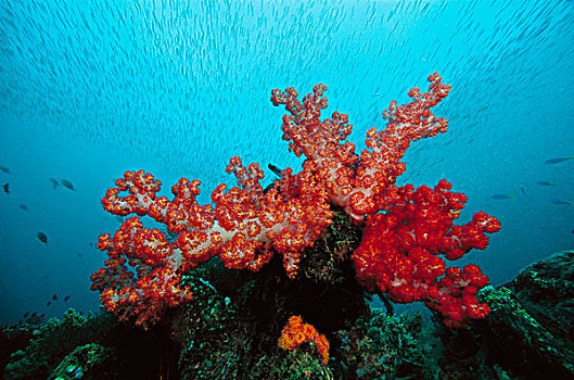 软珊瑚,礁石,鱼群,鱼,印度尼西亚