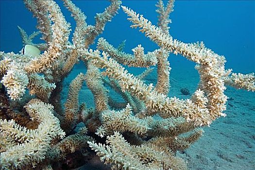 斐济,精美,硬珊瑚,保护区,清水,软
