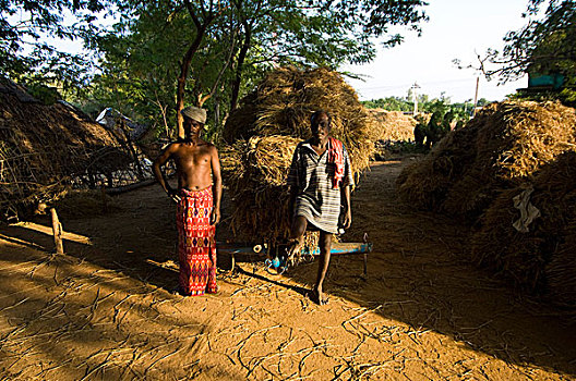 农民,道路,稻田,稻米,地点,泰米尔纳德邦,印度,一月,2008年
